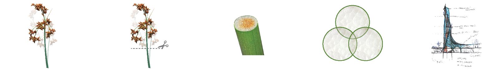 The Tule inspiration